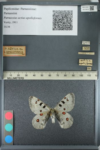 Media type: image;   Entomology 174618